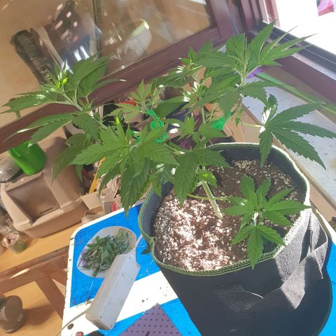 Special Kush #1 growlog timeline photo