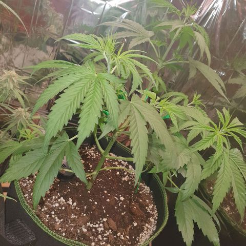 Special Kush #1 growlog timeline photo