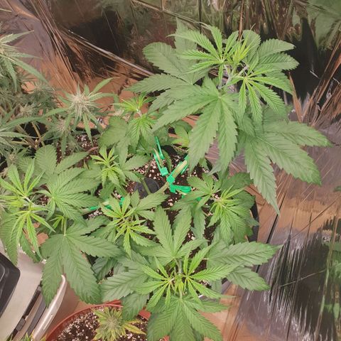 Special Kush #1 growlog timeline photo