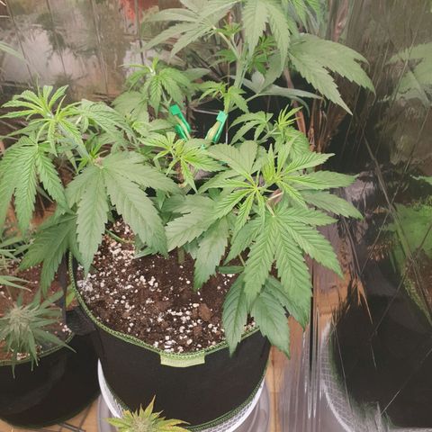 Special Kush #1 growlog timeline photo