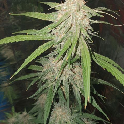 Epsilon growlog timeline photo
