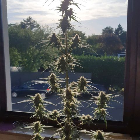 Epsilon growlog timeline photo