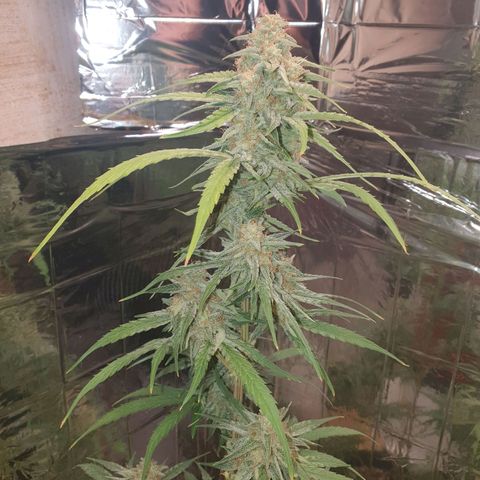 Epsilon growlog timeline photo