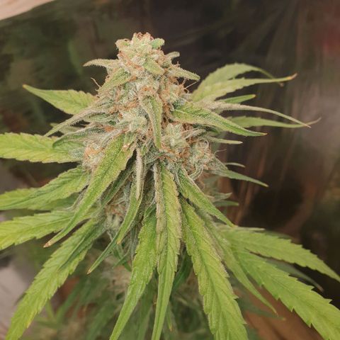 Epsilon growlog timeline photo