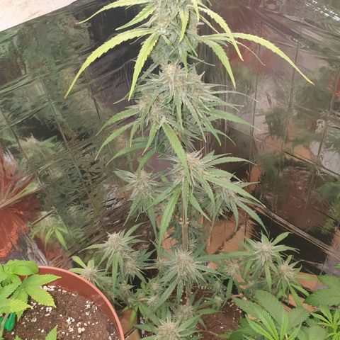 Epsilon growlog timeline photo