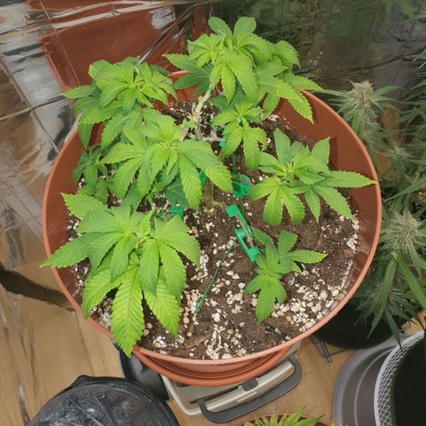 Wedding Cake growlog timeline photo
