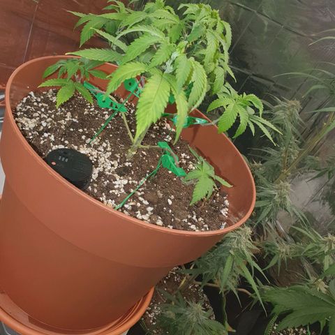 Wedding Cake growlog timeline photo