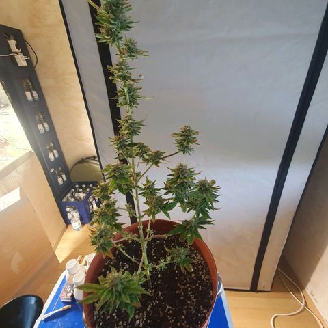 Geile Geli growlog timeline photo