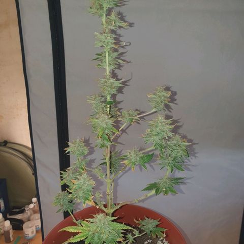 Geile Geli growlog timeline photo