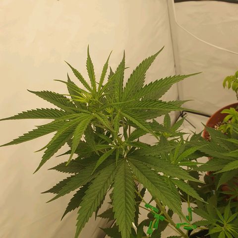 Special Kush #1 growlog timeline photo