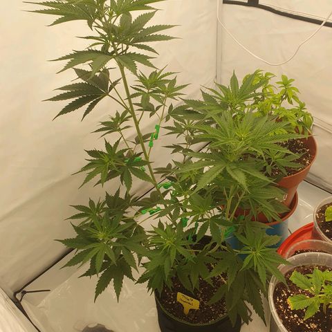 Special Kush #1 growlog timeline photo