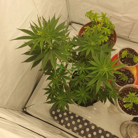 Special Kush #1 growlog timeline photo