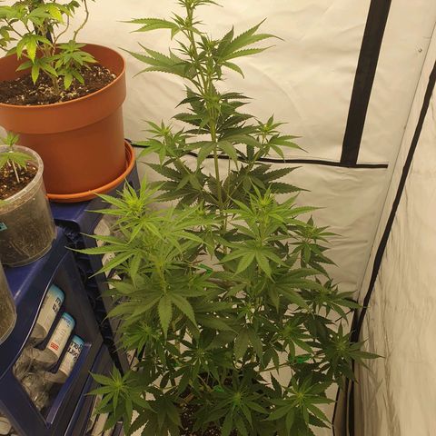 Special Kush #1 growlog timeline photo
