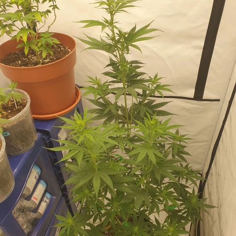 Special Kush #1 growlog timeline photo