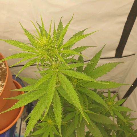 Special Kush #1 growlog timeline photo