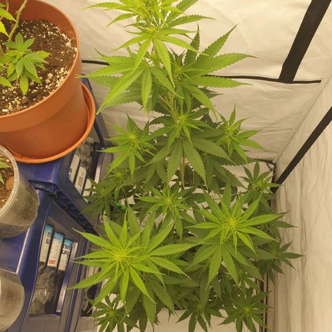 Special Kush #1 growlog timeline photo