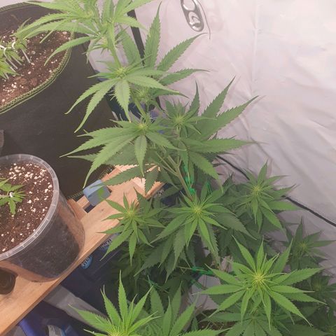 Special Kush #1 growlog timeline photo