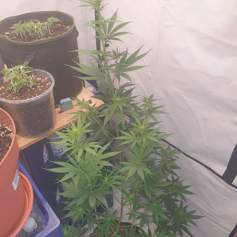 Special Kush #1 growlog timeline photo