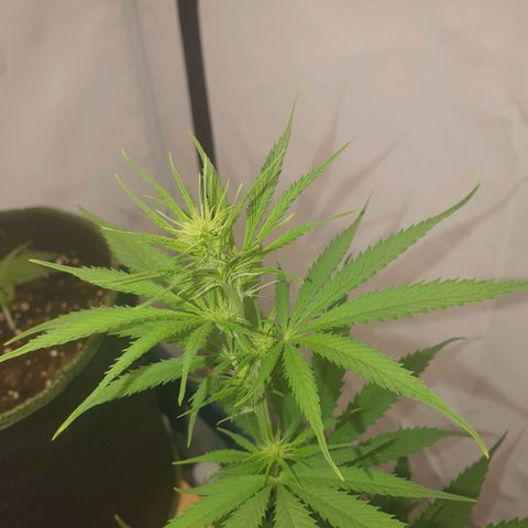 Special Kush #1 growlog timeline photo
