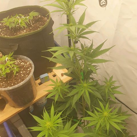 Special Kush #1 growlog timeline photo