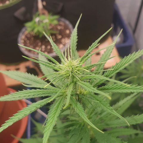 Special Kush #1 growlog timeline photo