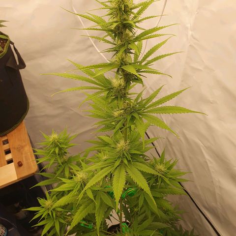 Special Kush #1 growlog timeline photo