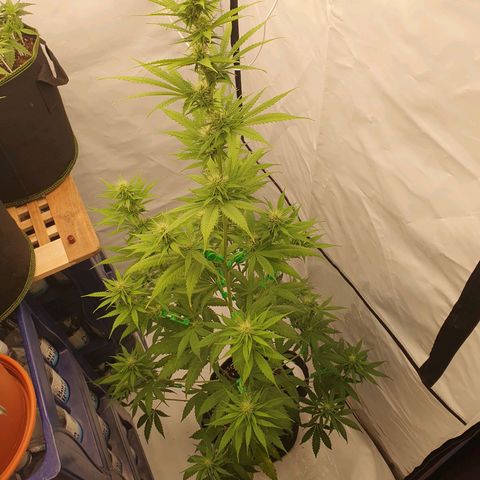 Special Kush #1 growlog timeline photo