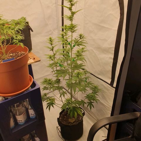 Special Kush #1 growlog timeline photo