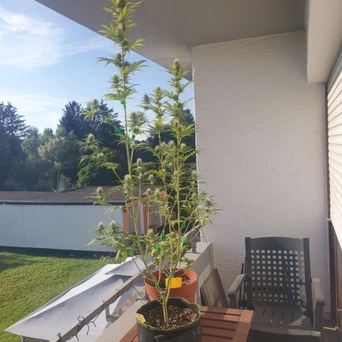 Special Kush #1 growlog timeline photo