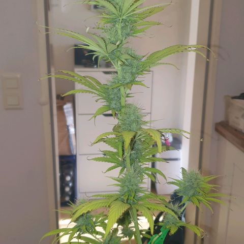 Special Kush #1 growlog timeline photo