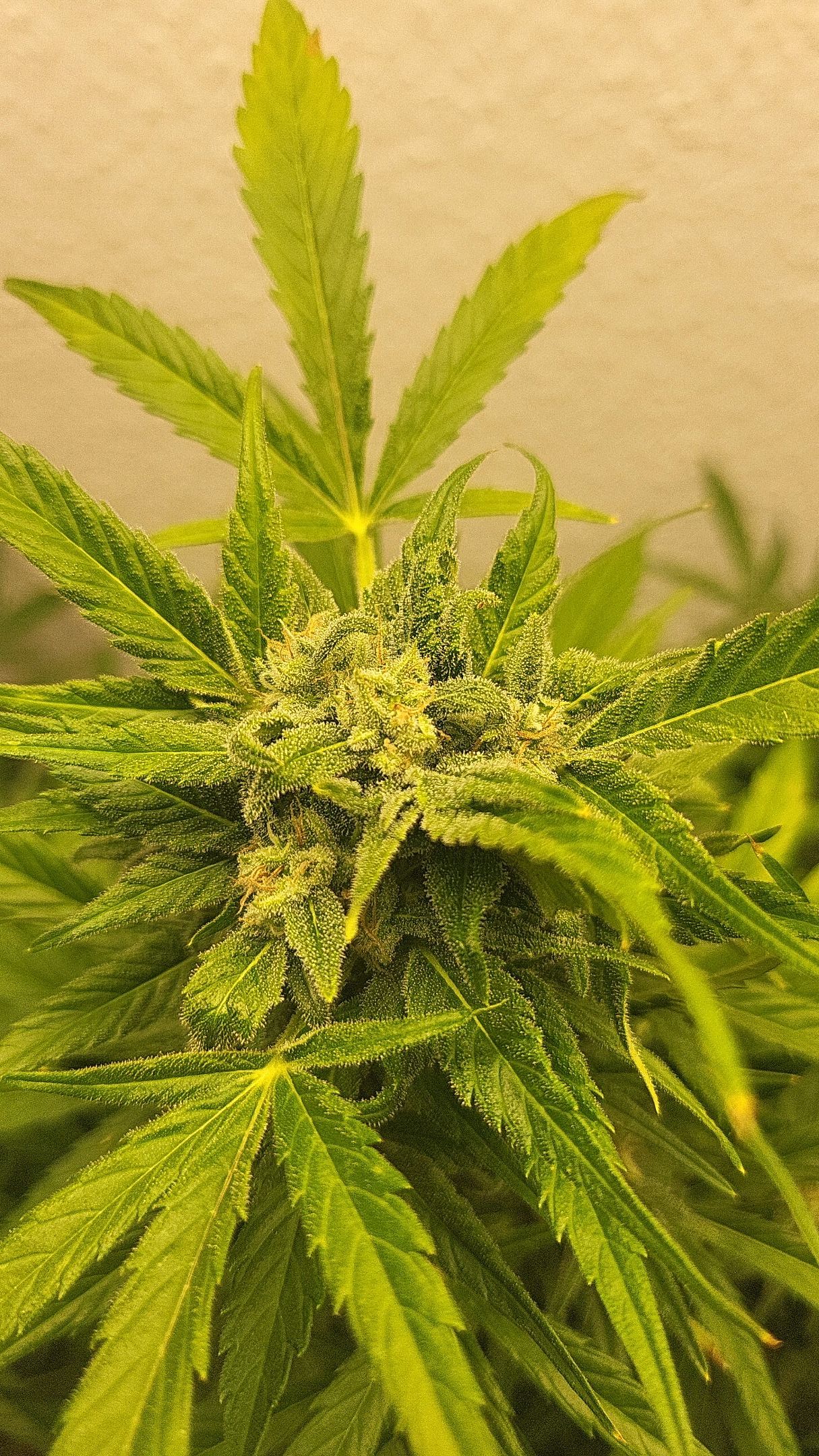Fruit Punch Auto growlog header