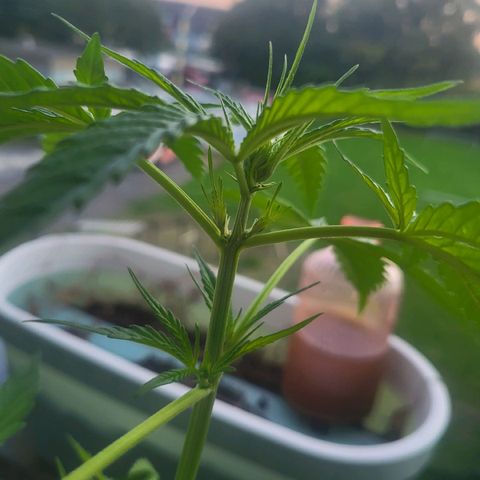 Fruit Punch Auto growlog photo