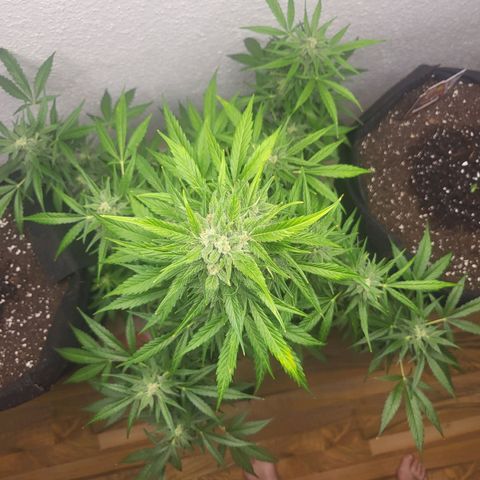 Fruit Punch Auto growlog photo