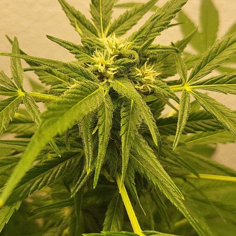 Fruit Punch Auto growlog photo