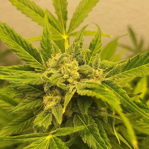 Fruit Punch Auto growlog photo