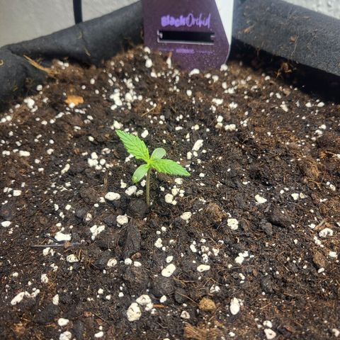 Black Orchid growlog timeline photo
