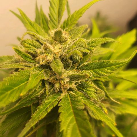 Fruit Punch Auto growlog timeline photo