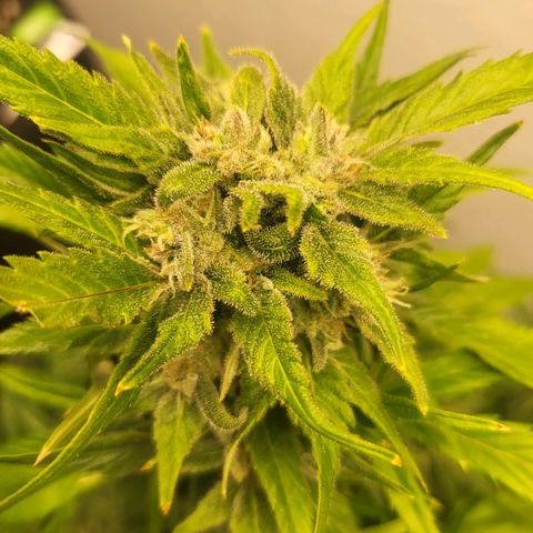 Fruit Punch Auto growlog timeline photo