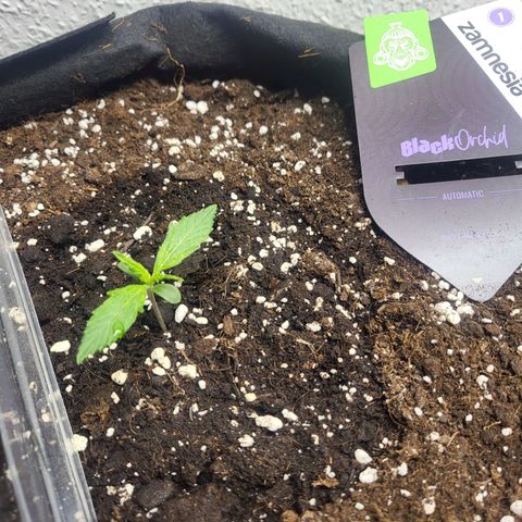 Black Orchid growlog timeline photo