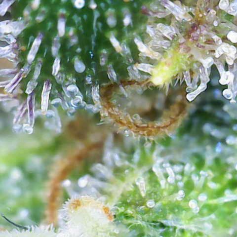 Fruit Punch Auto growlog timeline photo