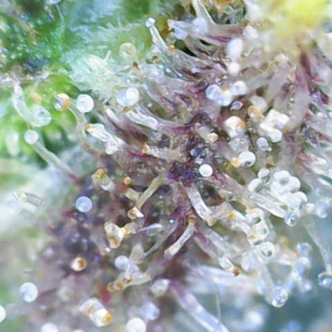 Fruit Punch Auto growlog timeline photo