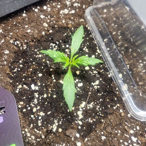 Black Orchid growlog timeline photo