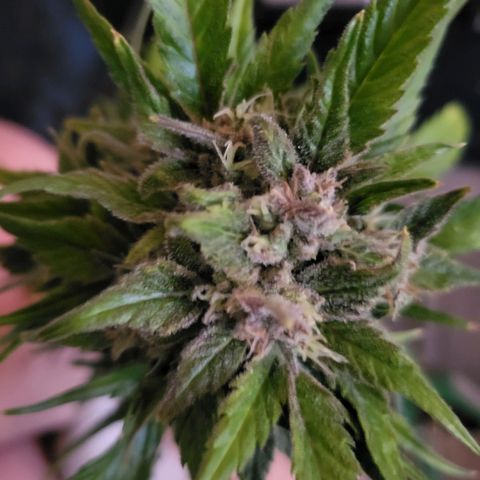Fruit Punch Auto growlog timeline photo