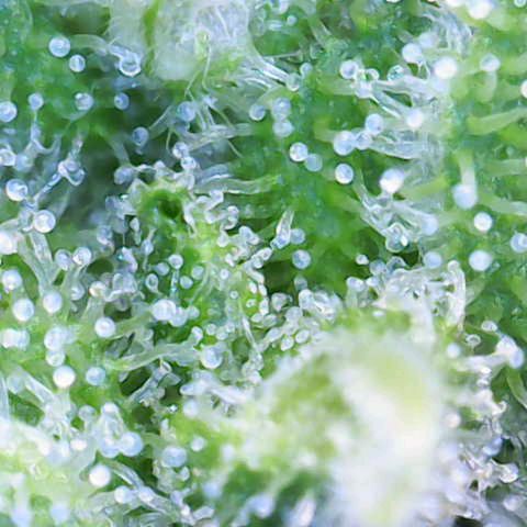 Fruit Punch Auto growlog timeline photo