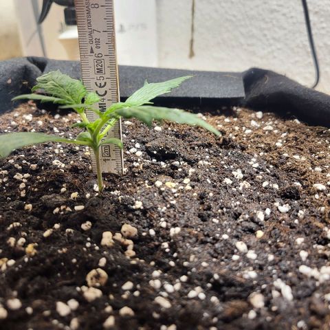 Black Orchid growlog timeline photo