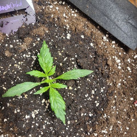 Black Orchid growlog timeline photo