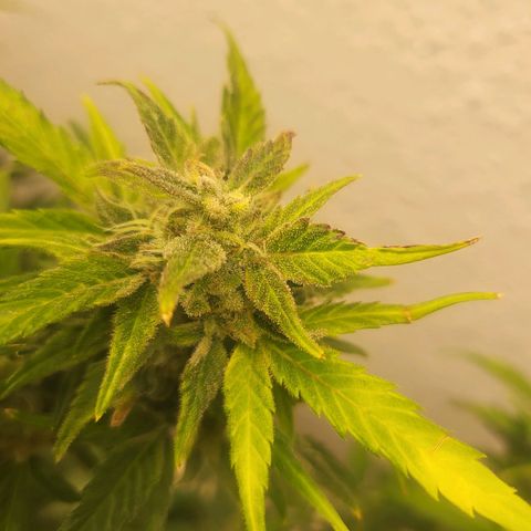 Fruit Punch Auto growlog timeline photo