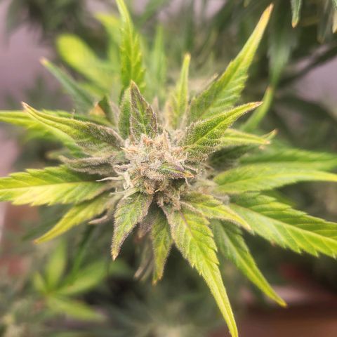 Fruit Punch Auto growlog timeline photo