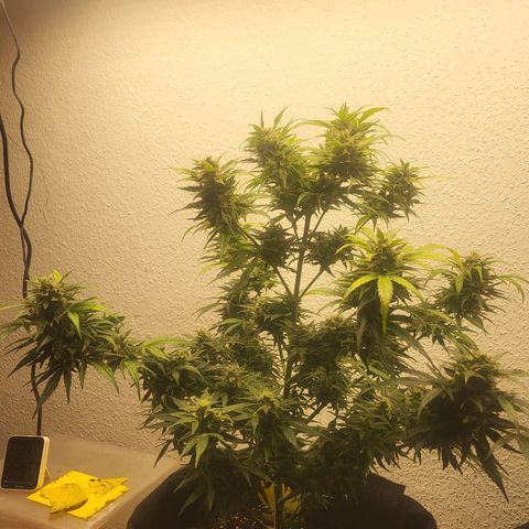 Fruit Punch Auto growlog timeline photo