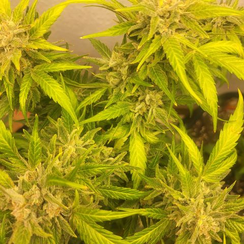 Fruit Punch Auto growlog timeline photo